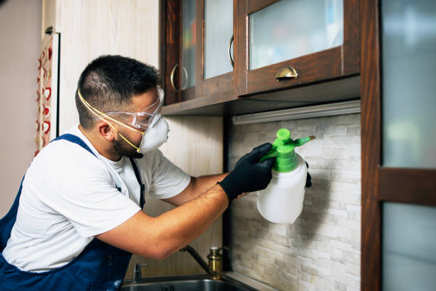 Wasp Removal Services in Surfside, FL